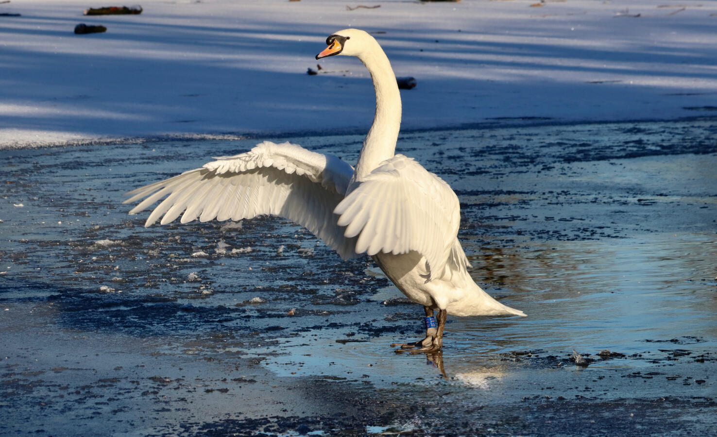 Aleksandra Park, Manchester