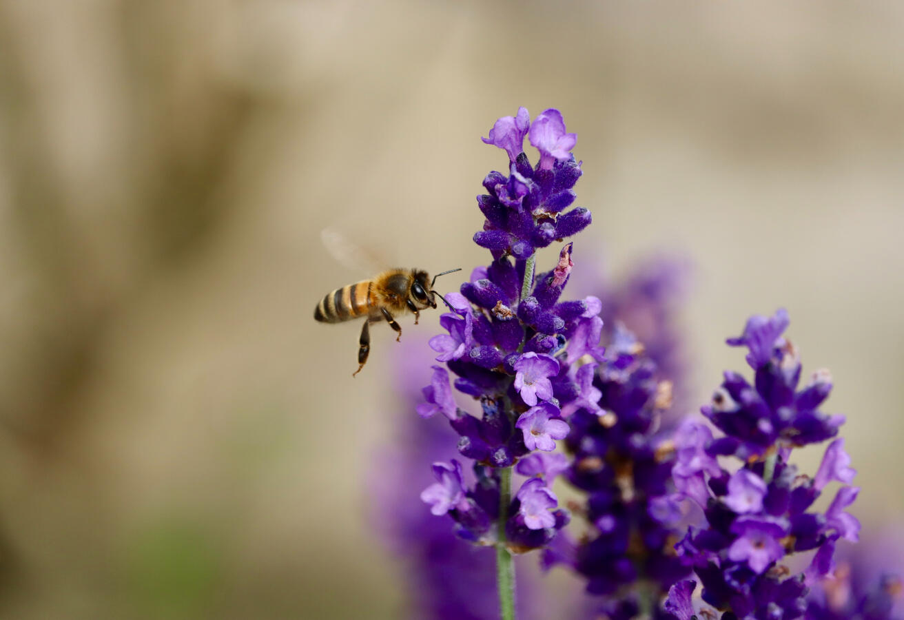 Gregynog Hall, Newtown Powys, Wales