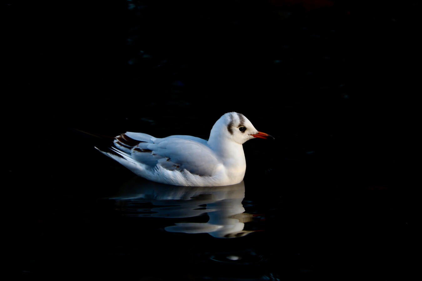 Aleksandra Park, Manchester